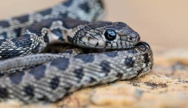 The Venomous Creatures in Spain You Need to Know About