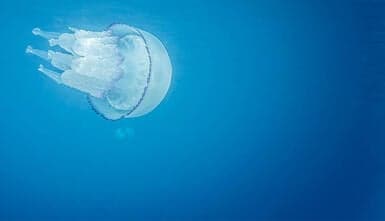 Jellyfish in Spain 2026: Types, Dangers and Warnings on the Costa del Sol