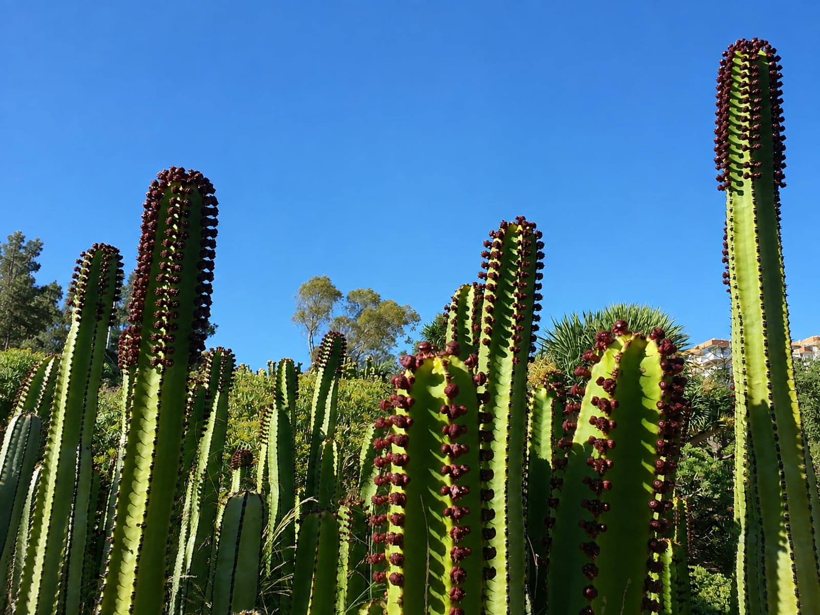 Kaktusgarten im Park der Stupa der Erleuchtung in Benalmádena