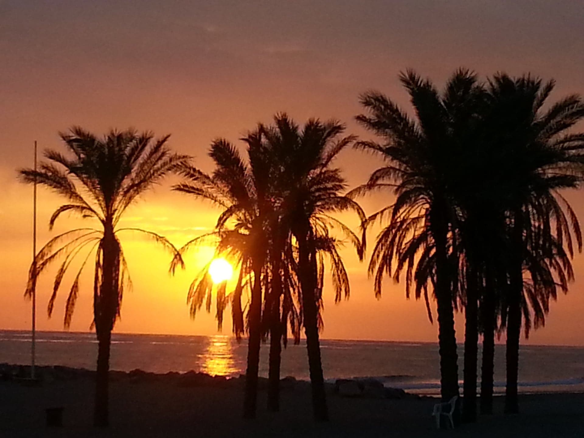 Sonnenuntergang zwischen Palmen am Strand von Cabopino