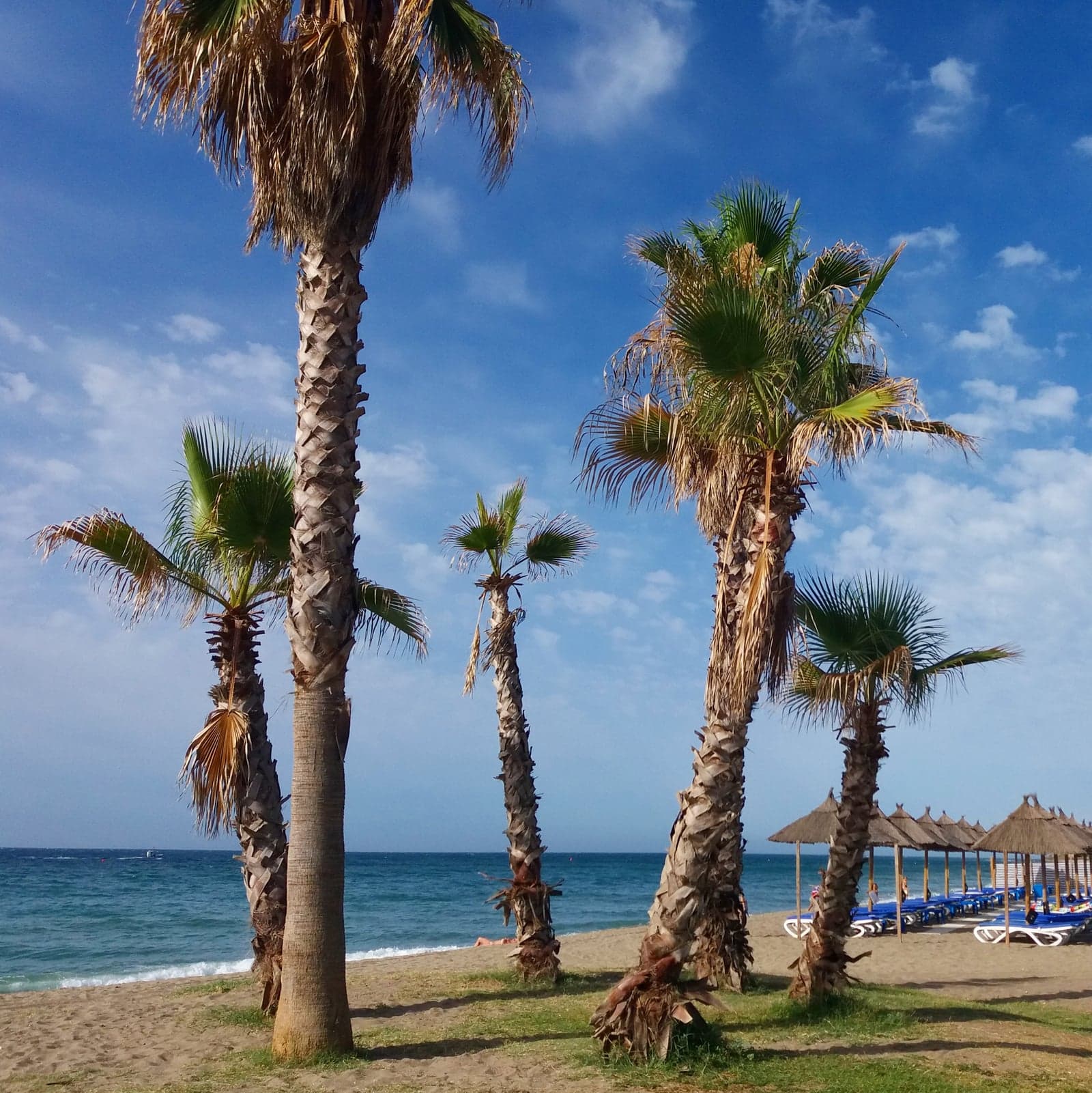 Strand von La Cala de Mijas mit Palmen