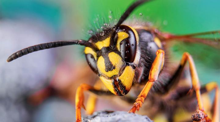 Top Tips for Keeping Bees and Wasps Away from Your Pool This Summer