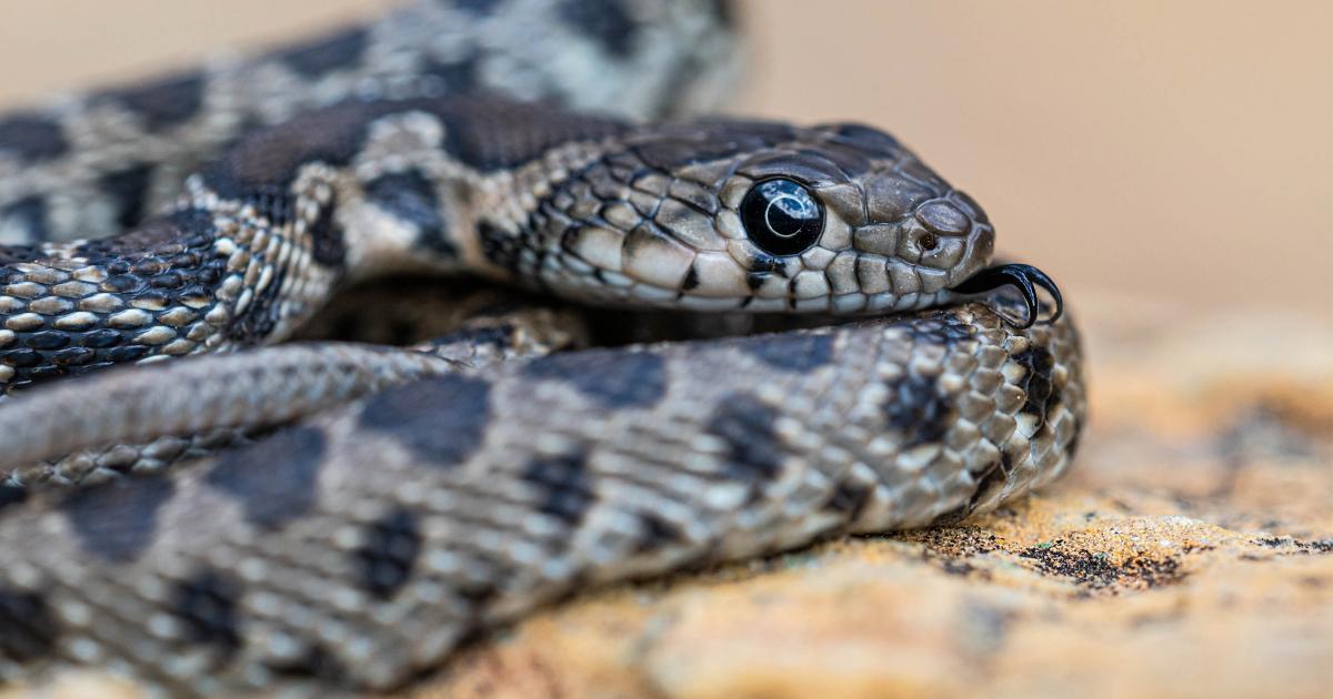 Beware: The Venomous Creatures in Spain You Need to Know About | Right Casa  Estates