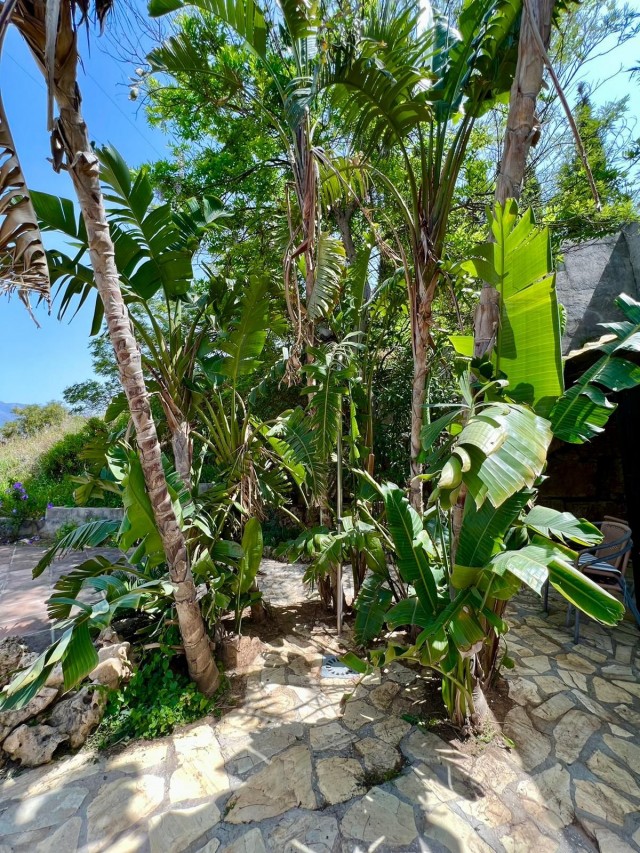 palms tree