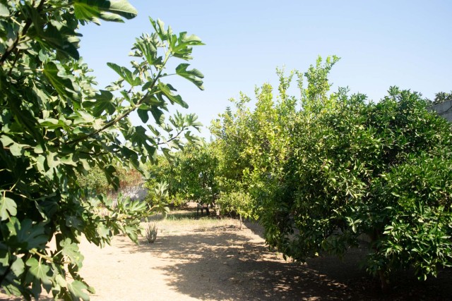 Fig tree, lemon tree and various trees